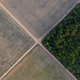 Trees catty corner to soybean fields in the Brazilian Amazon.